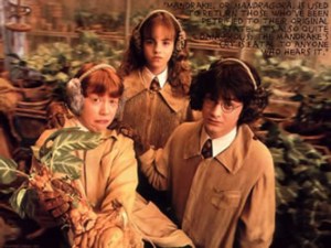 harry-potter-mandrake