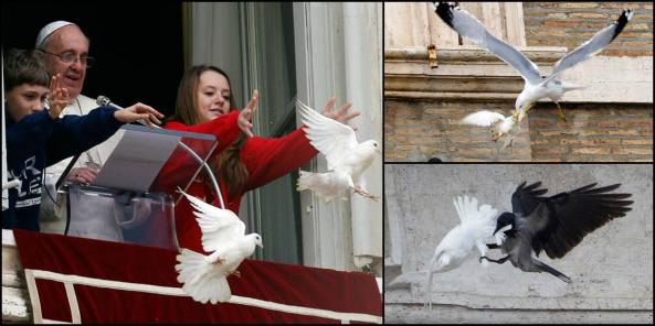 Aves-atacan-a-palomas-de-la-paz