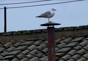 gaviota-chimenea-capilla-sixtina-300x210