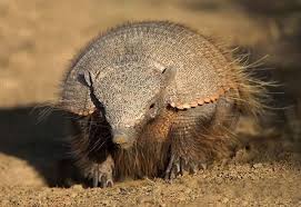 El peludo, bestia capaz de abrirse un sendero  subterráneo a fuerza de garfios, en minutos