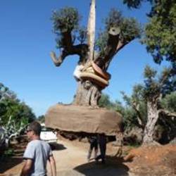 Primer ministro de Israel regala un árbol centenario al Papa Benedicto XVI.  Se trata de un olivo de 200 años. La ceremonia en la que será plantado será el miércoles 26 de octubre de 2011, a las 9.00 en los Jardines Vaticanos.